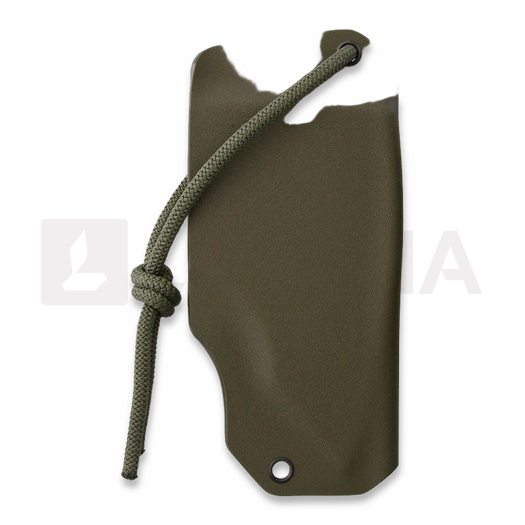 Medford Bearded Hawk