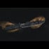 Extrema Ratio Harpoon F Evo Limited Edition