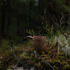 Kupilka 5 Karhu - Bear, original