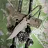 Prometheus Design Werx SPD STS-SFLT - OD Green veitsi